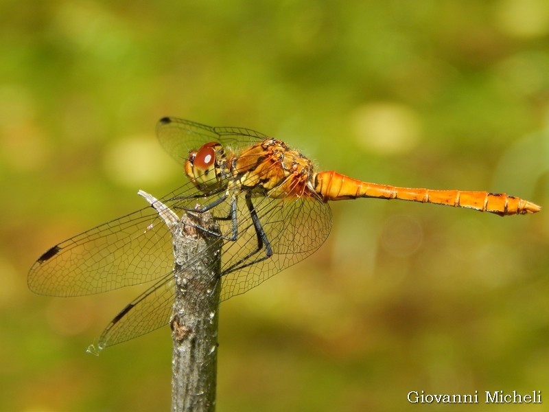 Quale Sympetrum ? sanguineum